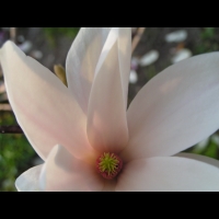 Magnolia Soulangeana (fam Magnoliacees) (06)